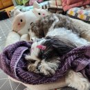 Be 동물병원 이미지