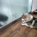 데려오개 이미지