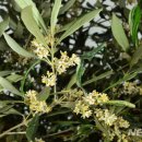 올리브나무 이미지