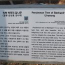 의령 백곡리 감나무 이미지