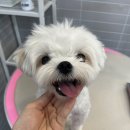 보드레 애견미용실 이미지