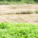 반월1교 이미지