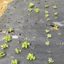 예닮이네 이미지