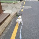 조양로151번길 | 착한 동물병원 홍성 강영석 동물병원 I 강아지 코로나 장염 재접종 후기