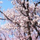 🌸살구꽃 (Prunus Flowers) 이미지