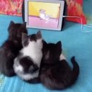 옹기종기밥상