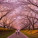 산수유아뜰리에 | 서울 벚꽃 명소 2026 완벽 가이드, 여의도·석촌호수·숨은 명소까지 지금 바로 계획하세요