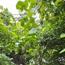 월평다라쿳당 | #다랏쿳당