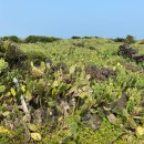 제주 월령리 선인장군락 이미지