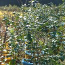 샘골목장 이미지