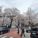 은파관광지 | 하객으로 다녀온 군산 결혼식장 후기[호텔 은파팰리스웨딩](벚꽃 멋짐, 주차 헬)