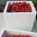 왕보리수 이미지