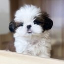 시바견분양.kr 이미지