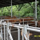 즐거운축사 이미지