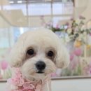 미용하는 강아지 살롱 이미지