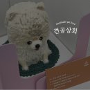 견공상회 이미지