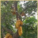 정희과일 이미지