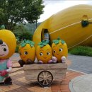 남성주참외(창원) 이미지