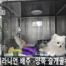 중계이오동물병원 | 남동탄 산척동에서 구름이 소개로 온 천사 시바견 봄이의 슬개골탈구 수술 후기