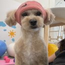 댕겨올개 이미지