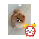 우리강아지(My Dog) 이미지