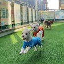 털로덮인친구들 시흥배곧점 이미지