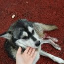 강아지정류장 이미지