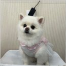 신장림역 | 부산 사하구 신장림역 애견유치원 댕스스쿨 완전 만족이에요