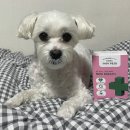해복농장 | 거위소리에는 강아지 기침 영양제 &#39;파파메디&#39;