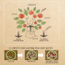 한국스테비아(주)