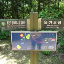 사려니숲길 이미지