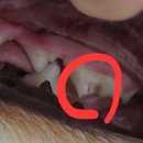 청담리덴동물치과병원 이미지