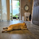 고려애견 | 제주애견동반 숙소 추천, 제주도애견동반숙소,제주숙박,함덕애견동반숙소_ 여몽2펜션 애견동반 실제 후기