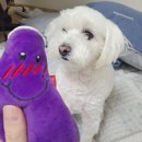 트리트멍트 이미지