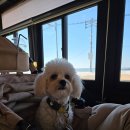 불타는조개 | [을왕리/불타는조개구이] 강아지 동반 음식점 내돈내산 후기