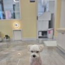 아모르 펫 살롱 이미지