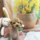 호이펫샵 이미지