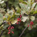 매발톱나무 [Berberis amurensis Rupr.] 이미지