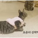 오손 이미지