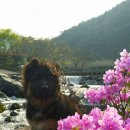 우리애견 이미지