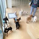 케어독 하우스 이미지