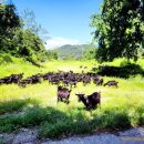 안골염소농장 이미지