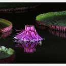 연꽃세상 이미지