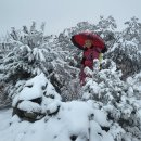 울주「고헌산/1,034m」_ 오늘도 눈은 내리고.. 이미지