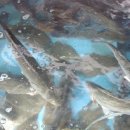 구도횟집 이미지