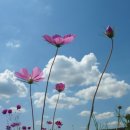 푸른하늘 이미지