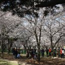 주말 제주시 곳곳서 벚꽃 축제 이어진다 이미지