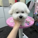 비비펫살롱 이미지