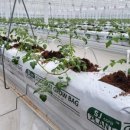 에스제이팜 이미지