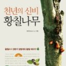 천년의황칠 이미지